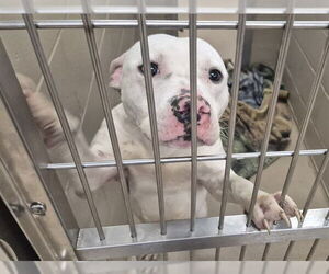 Mutt Dogs for adoption in Decatur, IL, USA