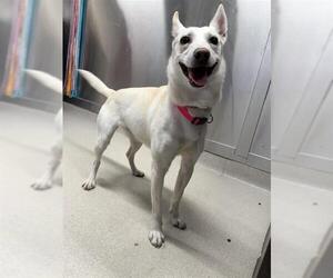 - Mix Dogs for adoption in Fairbanks, AK, USA