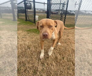 Mutt Dogs for adoption in Evansville, IN, USA