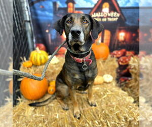 Redbone Coonhound-Unknown Mix Dogs for adoption in Long Beach, CA, USA