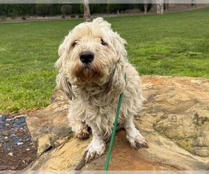 Mutt Dogs for adoption in Martinez, CA, USA