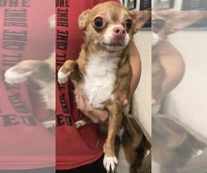 Chihuahua Dogs for adoption in Rowlett, TX, USA