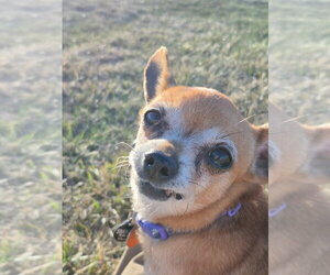 Chihuahua-Unknown Mix Dogs for adoption in Salt Lake City, UT, USA