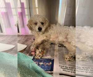 Medium Photo #4 Mutt Puppy For Sale in New York, NY, USA