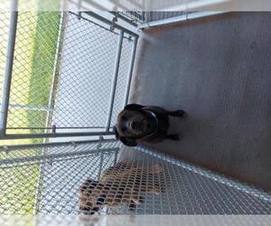 Sheprador Dogs for adoption in Standish, MI, USA