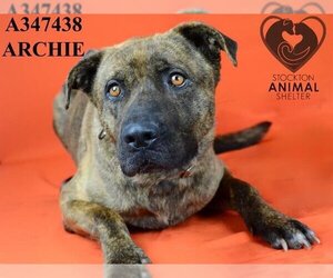 Mastiff-Unknown Mix Dogs for adoption in Stockton, CA, USA