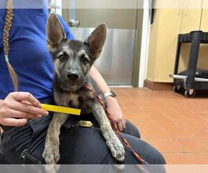 German Shepherd Dog-Siberian Husky Mix Dogs for adoption in Camarillo, CA, USA