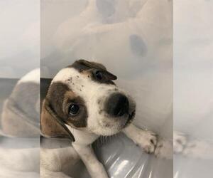American Foxhound-Unknown Mix Dogs for adoption in Corpus Christi, TX, USA
