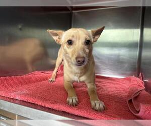 Chihuahua-Unknown Mix Dogs for adoption in Grand Prairie, TX, USA