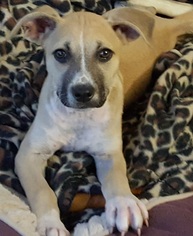 Medium Photo #1 Boxador Puppy For Sale in Von Ormy, TX, USA