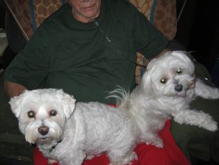 Maltichon Dogs for adoption in Fultonham, NY, USA