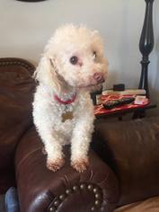 Poodle (Toy) Dogs for adoption in Lenoir, NC, USA