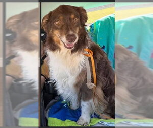 Australian Shepherd Dogs for adoption in Winter Park, CO, USA