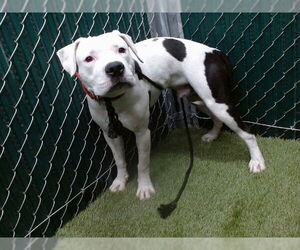 Mutt Dogs for adoption in Downey, CA, USA