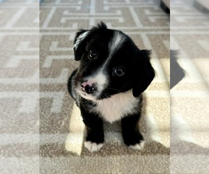 Australian Shepherd-Unknown Mix Dogs for adoption in pomfret, CT, USA