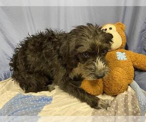 Poodle (Miniature)-Unknown Mix Dogs for adoption in Modesto, CA, USA