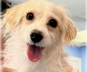 Mutt Dogs for adoption in Cliffwood, NJ, USA