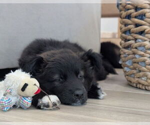 Shollie Dogs for adoption in Lakewood, CO, USA