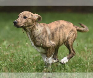 Plott Hound-Unknown Mix Dogs for adoption in Mechanicsburg, PA, USA