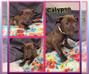 American Staffordshire Terrier-Unknown Mix Dogs for adoption in Pierceton , IN, USA