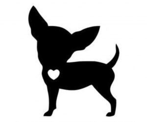 Chihuahua Dogs for adoption in Buckeye, AZ, USA