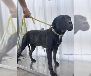 American Pit Bull Terrier Dogs for adoption in Bakersfield, CA, USA