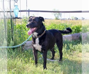 Labrador Retriever Dogs for adoption in Grantsville, UT, USA