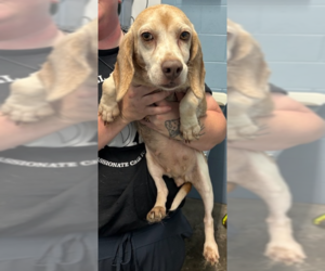 Beagle Dogs for adoption in Evansville, IN, USA
