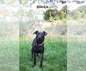 Chihuahua-Unknown Mix Dogs for adoption in Sandy, UT, USA