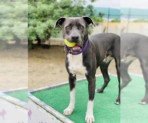 American Pit Bull Terrier Dogs for adoption in Seal Beach, CA, USA