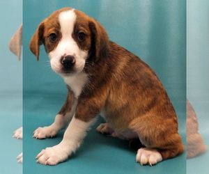 Border-Aussie Dogs for adoption in Morton Grove, IL, USA