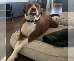 Labrador Retriever-Unknown Mix Dogs for adoption in Marietta, GA, USA