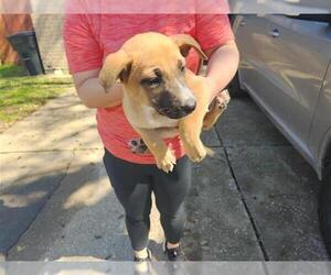 German Shepherd Dog-Unknown Mix Dogs for adoption in Houston, TX, USA