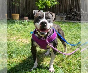 American Staffordshire Terrier Dogs for adoption in Woodland, CA, USA