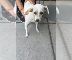 Chihuahua-Unknown Mix Dogs for adoption in Alameda, CA, USA