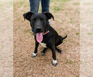 Labrador Retriever-Unknown Mix Dogs for adoption in Arlington, TX, USA