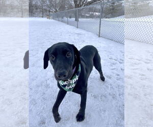Labrador Retriever-Unknown Mix Dogs for adoption in St. Louis Park, MN, USA