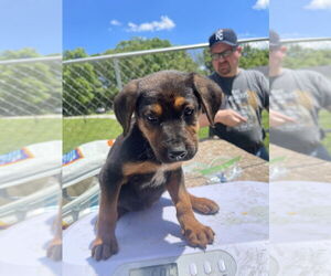 German Shepherd Dog-Treeing Walker Coonhound Mix Dogs for adoption in Bolivar, MO, USA