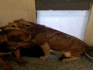 Australian Cattle Dog Dogs for adoption in Salisbury, NC, USA