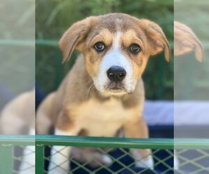 Mutt Dogs for adoption in Redmond, WA, USA
