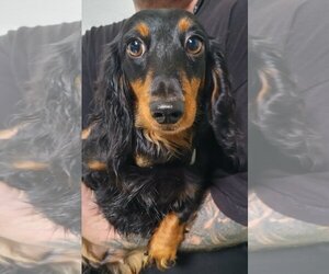 Dachshund Dogs for adoption in palm desert, CA, USA