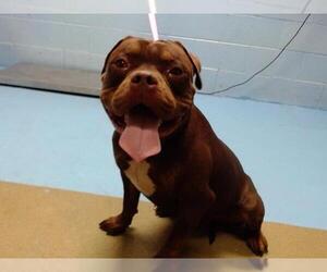 American Pit Bull Terrier-Bulldog Mix Dogs for adoption in Moreno Valley, CA, USA