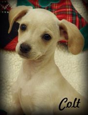 Medium Photo #1 Doxie-Pin Puppy For Sale in Anaheim Hills, CA, USA