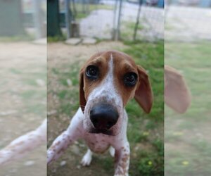 Beagle-Unknown Mix Dogs for adoption in Evansville, IN, USA