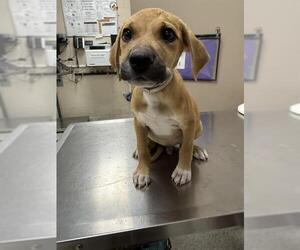 Black Mouth Cur-Unknown Mix Dogs for adoption in Conroe, TX, USA