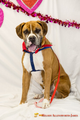 Boxer Dogs for adoption in north little rock, AR, USA