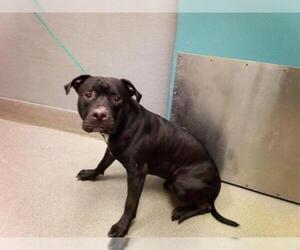 American Pit Bull Terrier-Unknown Mix Dogs for adoption in Las Vegas, NV, USA