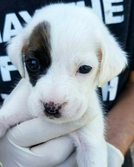 Boston Huahua Dogs for adoption in San Diego, CA, USA