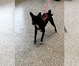 Chihuahua Dogs for adoption in Palmetto, FL, USA