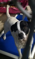 Pointer-Unknown Mix Dogs for adoption in Pembroke, GA, USA